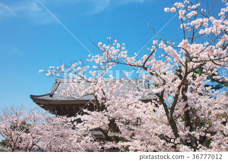 Spring-Cherry blossoms in full bloom 36777012