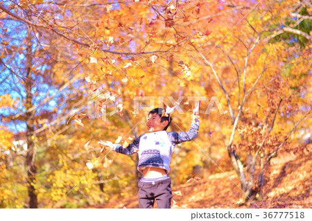 Fallen Leaves 36777518