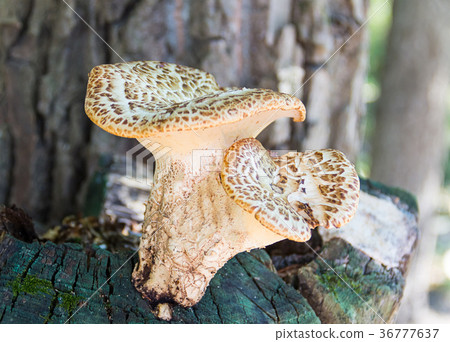 wavy mushroom white with brown stripes wide 36777637