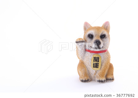 Invitation dog 36777692