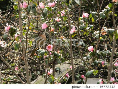 Yellow bird sitting on magnolia tree 36778138