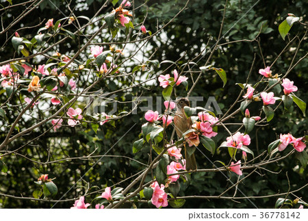 Yellow bird sitting on magnolia tree Yellow bird sitting on magnolia tree 36778142