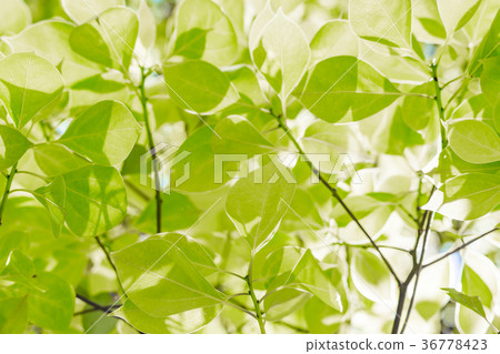 [東京]大自然形象 36778423