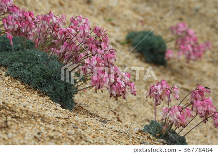 Summer mountain flowers Summer mountain flowers 36778484