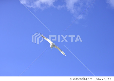Seagull flies in the blue sky 36778937