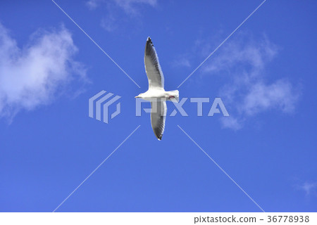Seagull flies in the blue sky 36778938
