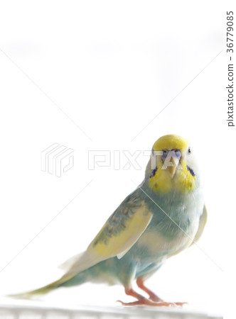 Sekisei parakeet 36779085