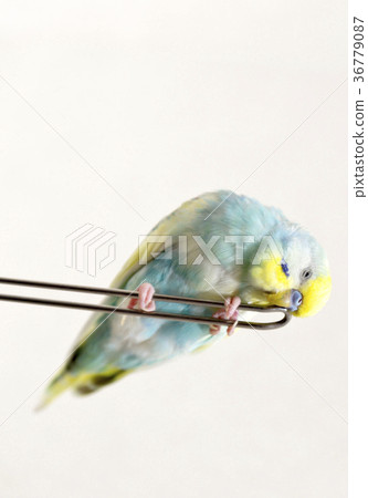 Sekisei parakeet 36779087