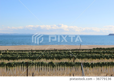 Miura coast in winter 36779136