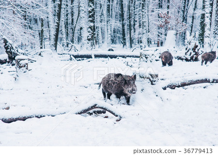 Wild boar in the winter forest. 36779413