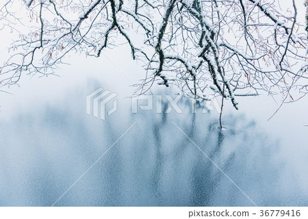 Frozen lake in snowy forest. Frozen lake in snowy forest. 36779416