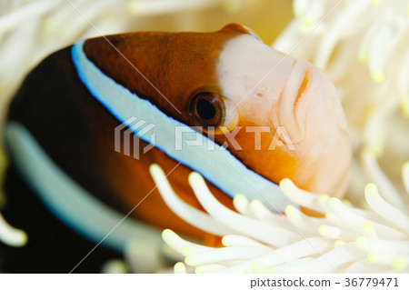 銀蓮花魚 銀蓮花魚 36779471