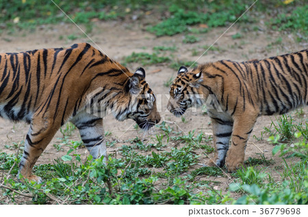 Parent and child tigers facing each other 36779698