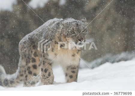 Snow leopard 36779699