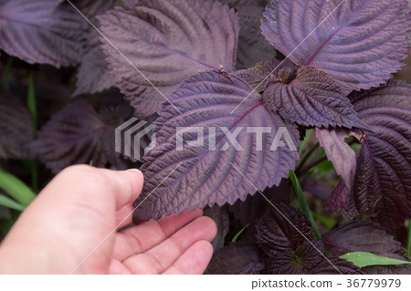 Red Shiso (home garden) 36779979