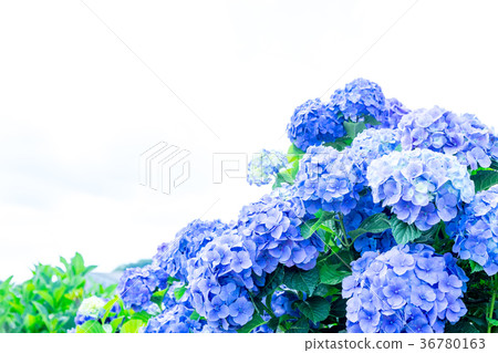 Hydrangea hydrangea hydrangea hydrangea rainy season 36780163