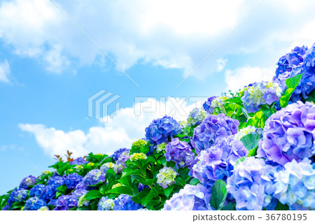 Hydrangea hydrangea hydrangea hydrangea rainy season Hydrangea hydrangea hydrangea hydrangea rainy season 36780195