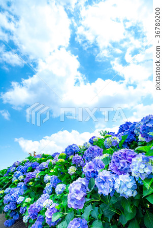 Hydrangea hydrangea hydrangea hydrangea rainy season Hydrangea hydrangea hydrangea hydrangea rainy season 36780200