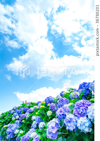 繡球花繡球花繡球花繡球雨季 繡球花繡球花繡球花繡球雨季 36780201