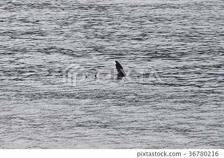 Fur seal (US San Diego Bay) 36780216