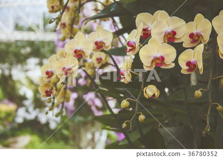 Tropical Orchid Garden  36780352