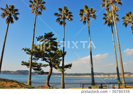 Saeko Marina Scenery of Saeko City, Kanagawa Prefecture 36780356