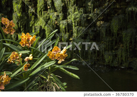 Tropical Orchid Garden  36780370