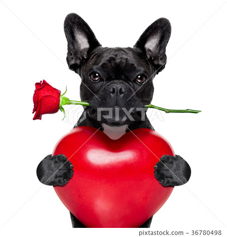 valentines rose dog 36780498