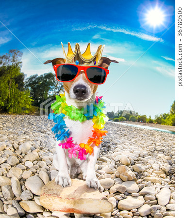 dog summer holidays 36780500
