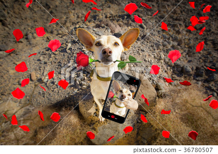 dog ready to go for a walk on valentines 36780507