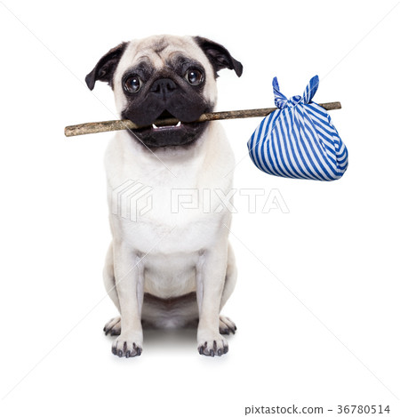 abandoned and lost dog abandoned and lost dog 36780514