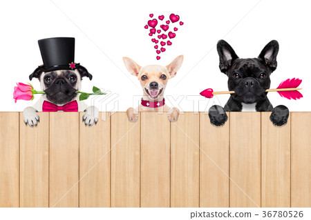 row of valentines dogs in love row of valentines dogs in love 36780526
