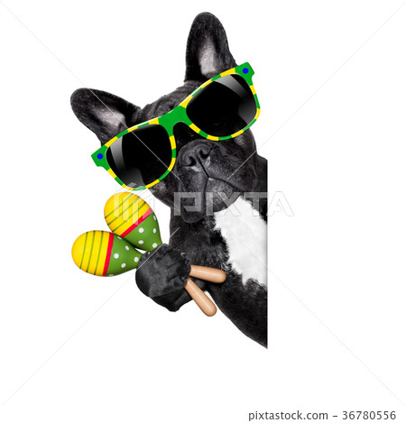 summer brazilian dog 36780556