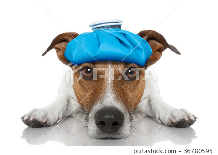 sick ill dog 36780595
