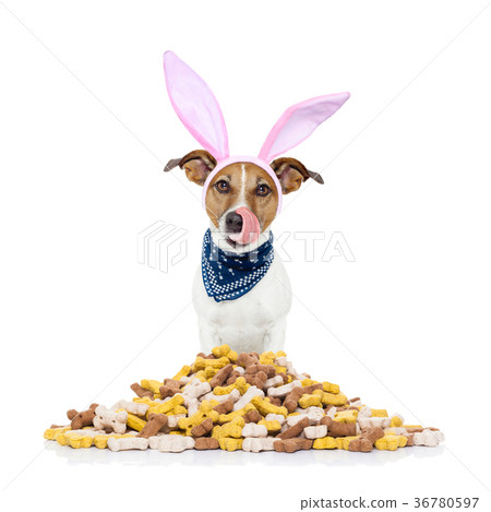 easter bunny hungry dog 36780597
