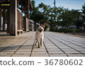 Siamese cat in the park 36780602
