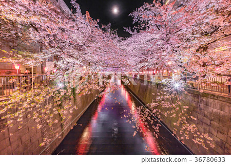 都市夜櫻桃樹 都市夜櫻桃樹 36780633