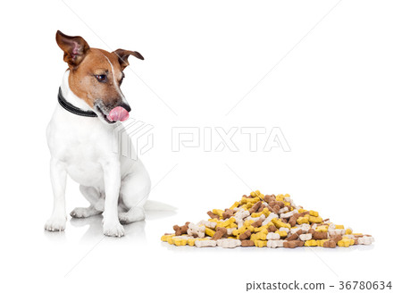 hungry dog hungry dog 36780634