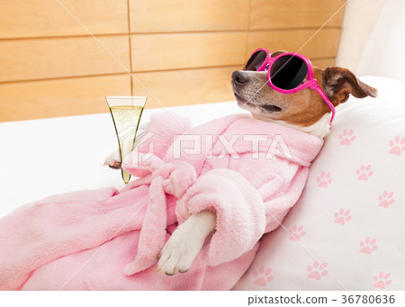 relax spa wellness dog relax spa wellness dog 36780636