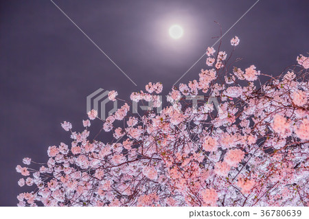 Sakura and moon at night Sakura and moon at night 36780639