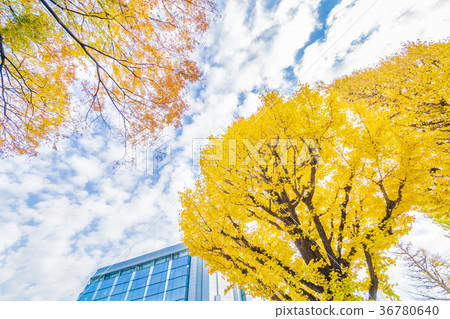 Autumn leaves in the city Autumn leaves in the city 36780640