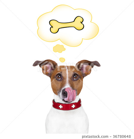 hungry dog 36780648
