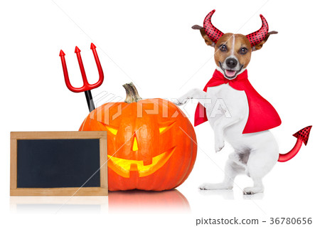 halloween dog 36780656