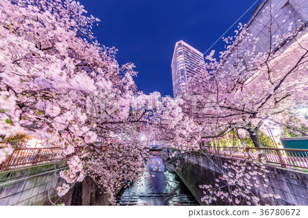 Urban night cherry tree Urban night cherry tree 36780672
