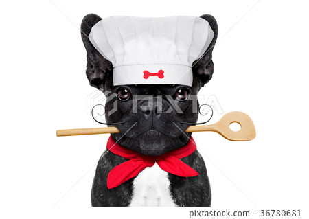 chef cook dog chef cook dog 36780681