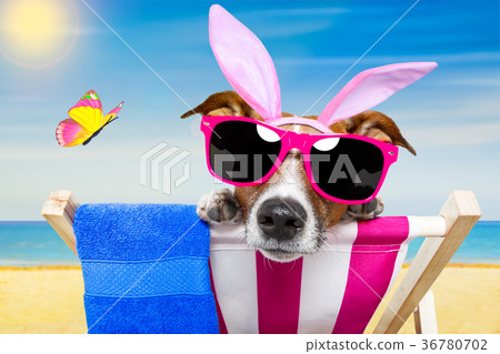 Vacation easter dog Vacation easter dog 36780702