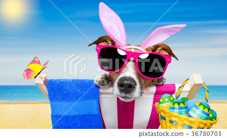 vacation easter dog vacation easter dog 36780703