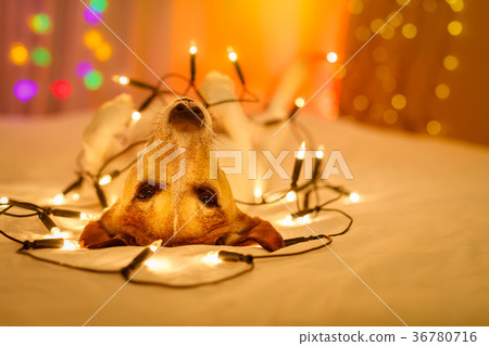 christmas dog with fairy lights 36780716