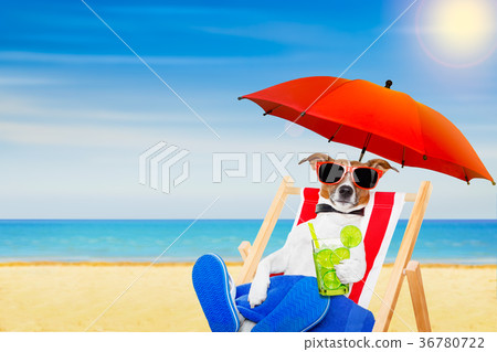 dog summer  beach chair 36780722