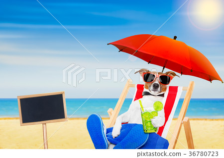 dog beach chair cocktail 36780723